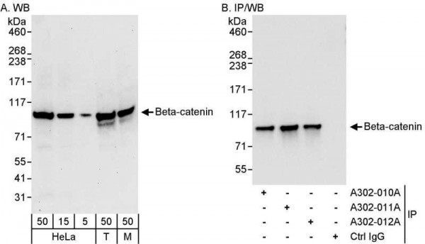 Anti-Beta-catenin