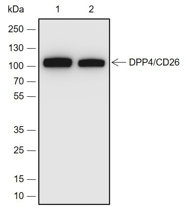 Anti-Recombinant DPP4/CD26, clone A680