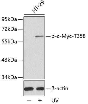Anti-phospho-MYC-T358