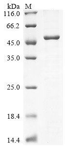 Plexin-B2 (PLXNB2), partial, human, recombinant