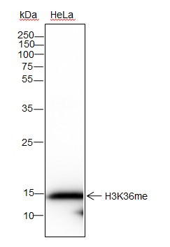 Anti-Recombinant Histone H3 (Mono Methyl Lys36), clone A836