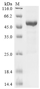 Meiotic recombination protein SPO11 (SPO11), human, recombinant