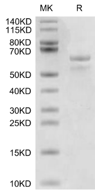 APOE3/Apolipoprotein E hFc Chimera, Human