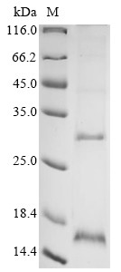 Matrix protein 2 (M), Influenza A virus, recombinant