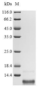 Gastric inhibitory polypeptide (GIP), human, recombinant