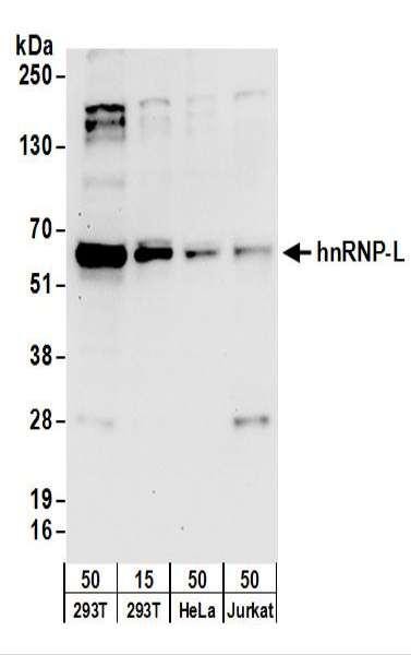 Anti-hnRNP-L
