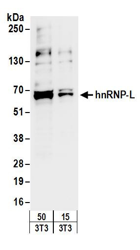 Anti-hnRNP-L