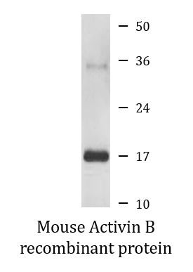 Mouse Activin B recombinant protein (Active)