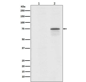 Anti-phospho-Raf1 / c-Raf (Ser259), clone IOH-18