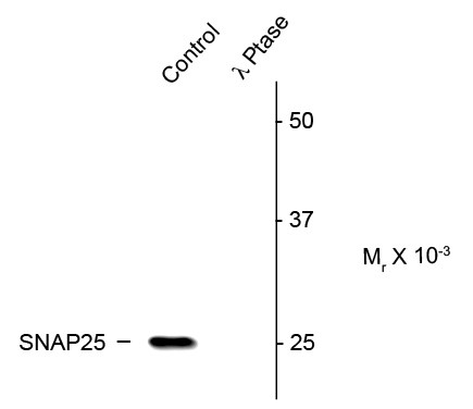 Anti-phospho-SNAP25 (Ser187)
