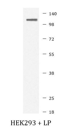 Anti-phospho-SIRT1 (Ser47)