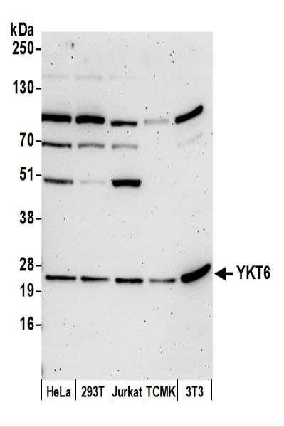 Anti-YKT6