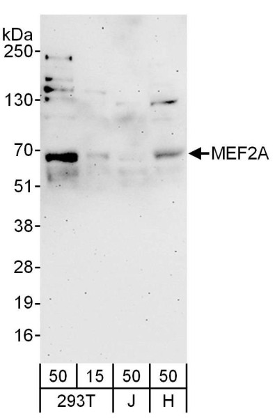 Anti-MEF2A