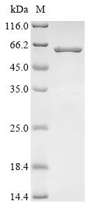 Elongin-C (ELOC), Biotinylated, human, recombinant