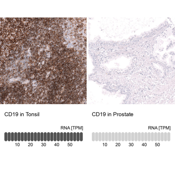 Anti-ABCB5, clone CL15459