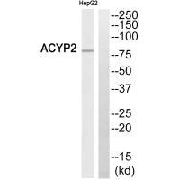 Anti-ABCB7