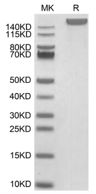 LY75/CD205, His, Mouse