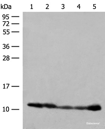 Anti-ATP5I