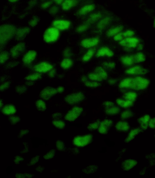 Anti-Mouse IgG-heavy and light chain, DyLight(R) 488 conjugated