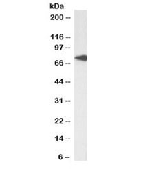 Anti-TCF3 / Transcription factor E2-alpha Biotin Conjugate