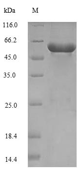 Serine--tRNA ligase, Cytoplasmic domain (SES1), Saccharomyces cerevisiae, recombinant