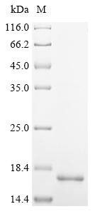6 kDa early secretory antigenic target (esxA), partial, Mycobacterium tuberculosis, recombinant