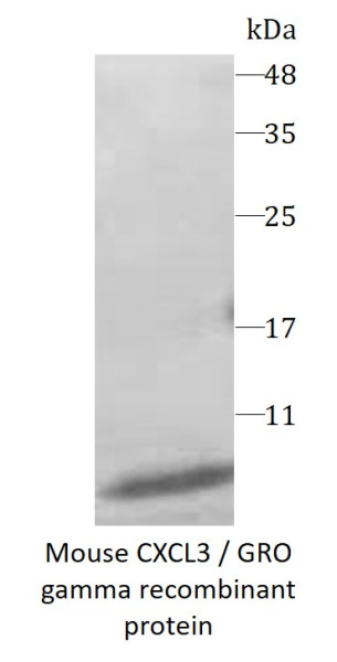 Mouse CXCL3 / GRO gamma recombinant protein (Active) (His-tagged)