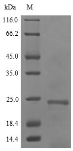 Dehydrin DHN1 (DHN1), Hordeum vulgare, recombinant