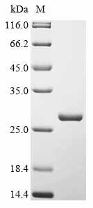 Gasdermin-A3 (Gsdma3), partial, mouse, recombinant