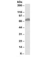 Anti-Secretogranin II