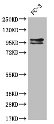 Anti-KIFAP3 Recombinant Monoclonal, clone 28E9