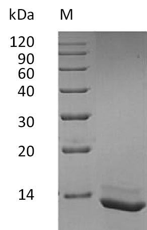 Interleukin-15 (IL15) (Active), human, recombinant