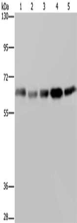 Anti-GNL3