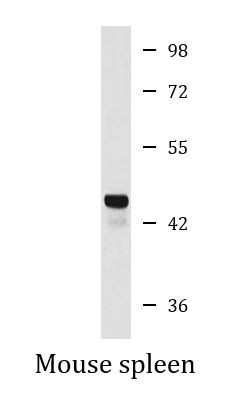 Anti-ACTR1A + ACTR1B