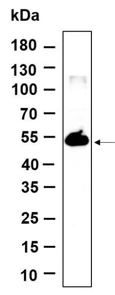 Anti-Recombinant TMEM161B, clone 3G7