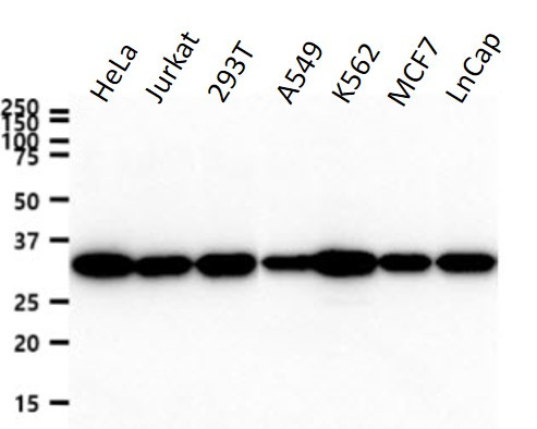 Anti-PPIE, clone 17E8