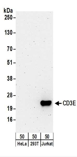 Anti-CD3E