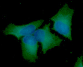 Anti-Beclin-1, clone 45E8