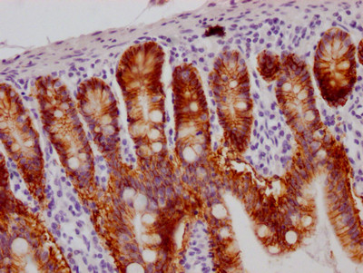 Anti-GPA33 Recombinant Monoclonal, clone 4H4