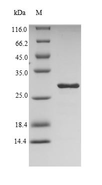 Mite group 2 allergen Der p 2 (DERP2), Dermatophagoides pteronyssinus, recombinant