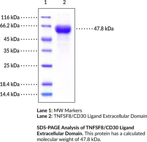 TNFSF8/CD30 Ligand Extracellular Domain (human, recombinant)