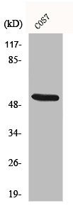 Anti-CD2BP2