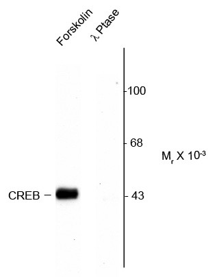 Anti-phospho-CREB (Ser133)