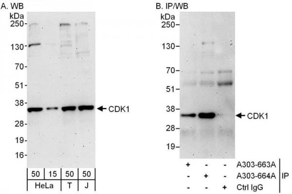 Anti-CDK1