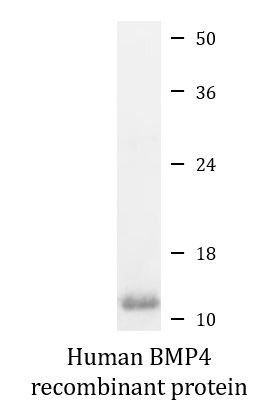 Human BMP4 recombinant protein (Active)