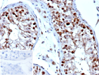 Anti-NANOG / Homeobox protein NANOG, clone NANOG/9704