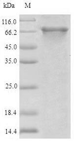 ATP-binding cassette sub-family B member 8, mitochondrial (ABCB8),partial, human, recombinant