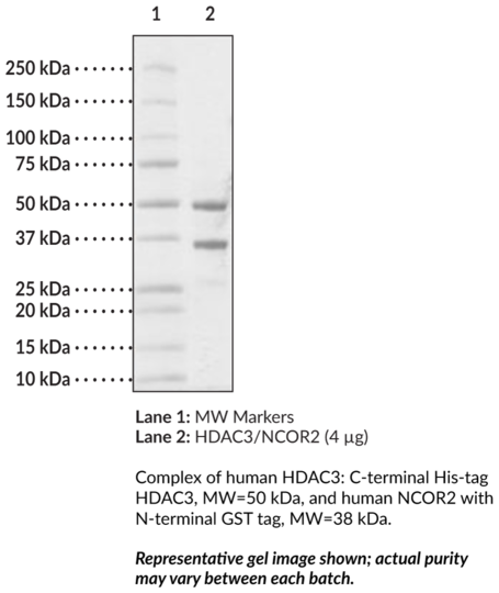 HDAC3/NCOR2 (human, recombinant)