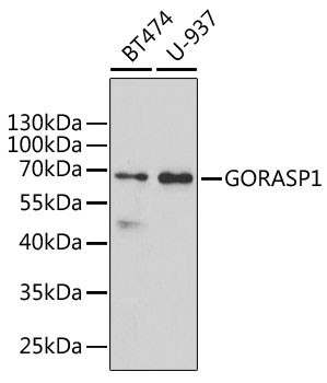 Anti-GORASP1