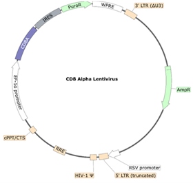 CD8a Lentivirus